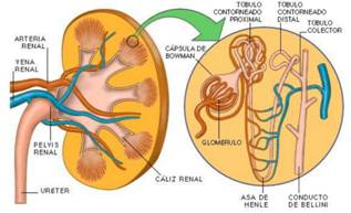 Gastroenterologia y Renal