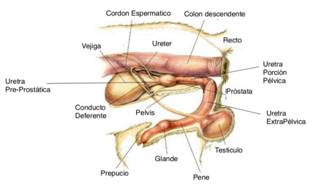 Gastroenterologia y Renal