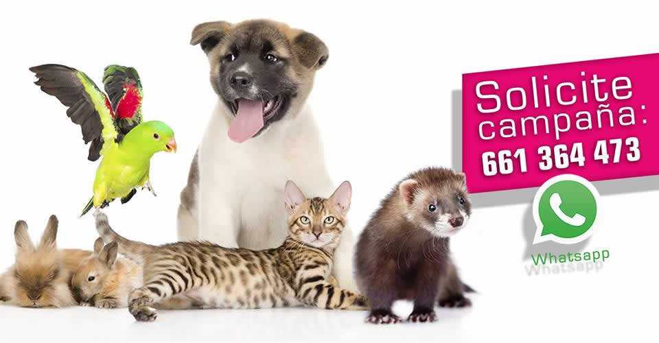 Campaña microchip perros gatos hurones conejos